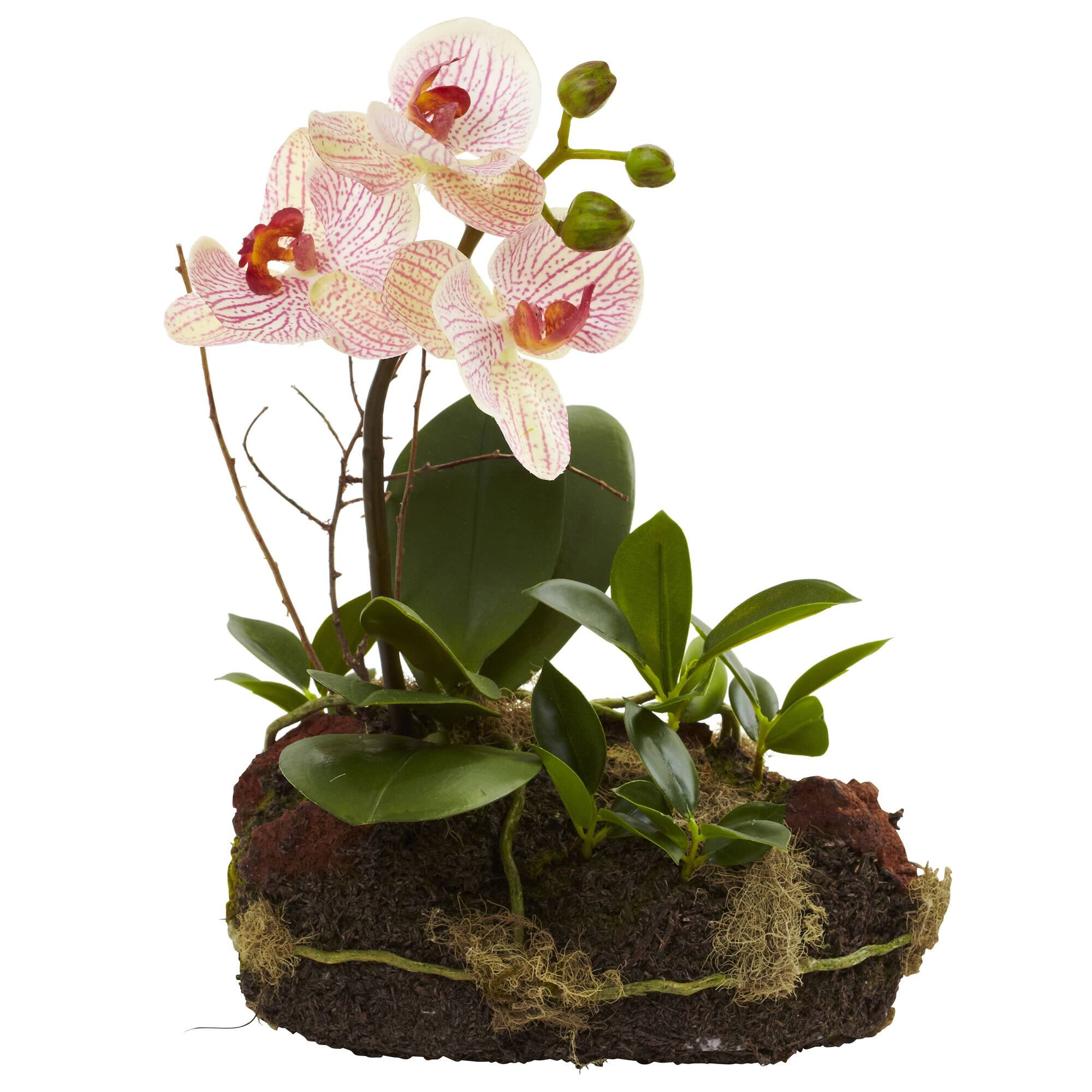 10" Orchid Island Arrangement, 2ct.